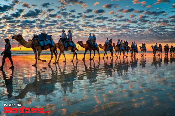 A group of people riding camels at sunset on the beach.