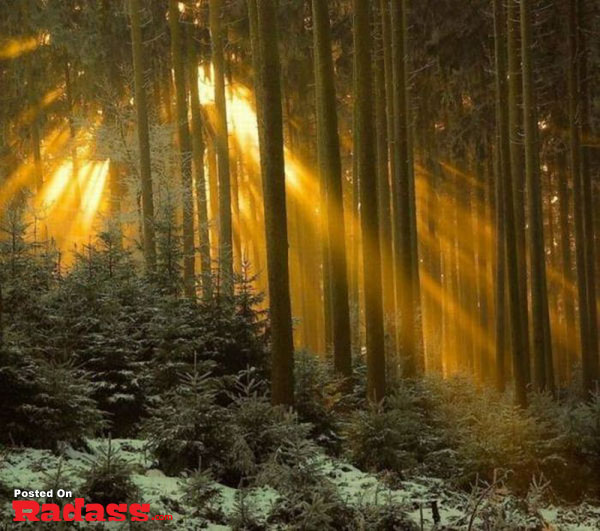 The sun shines through the trees in a snowy forest, inviting you to 