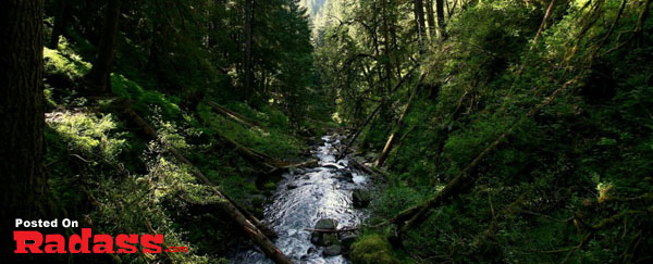 A tranquil stream flowing through a lush forest, offering an escape from the modern world.