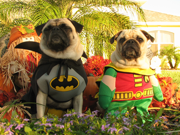 Two pugs, Batman and Robin, partying.