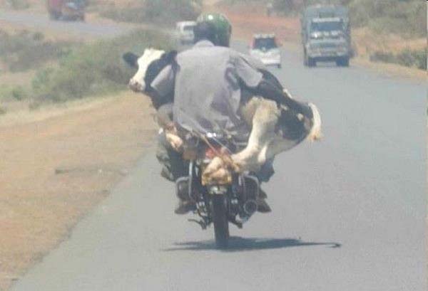 A bizarre scene unfolds as a man balances a cow on his back while riding a motorcycle.