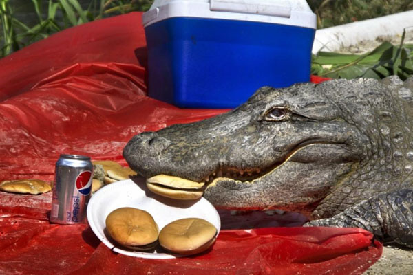 A crocodile consumes fast food at a Wendy's drive-thru in Florida.