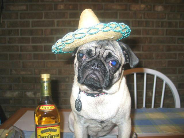 A pug ready for Cinco De Mayo, wearing a sombrero and sitting at a table with a bottle of tequila.