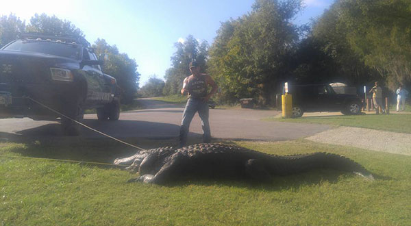 A man is securing a Gargantuan 900 POUND Alligator to a truck in Texas.