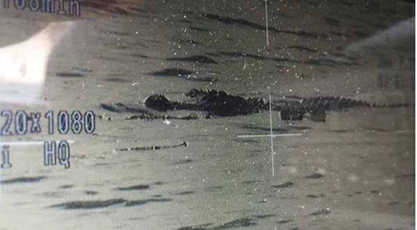 A picture of a crocodile swimming.