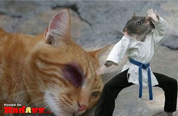 A feline and a rodent in martial arts attire captured in 40 delightful snapshots.
