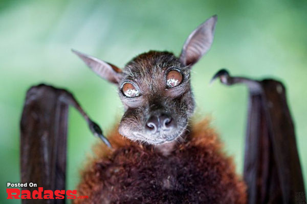 A close up of a bat with wide open eyes, captured in a fun and surreal style.
