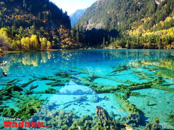 A picturesque lake with pristine water and a lush backdrop of trees.