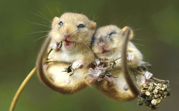 Two mice brighten your day by chilling atop a plant in 40 cool pics.