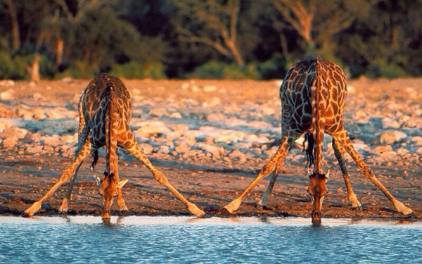 Two Cool giraffes drinking from a water hole in 40 Pics To Brighten Your Day.