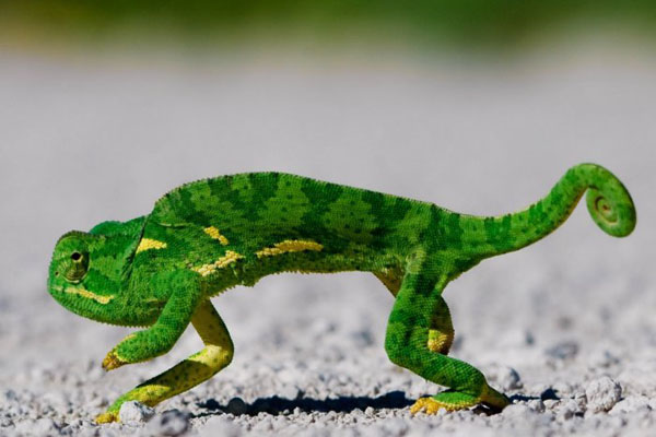 A cool green chameleon adds brightness to your day as it walks on the ground.