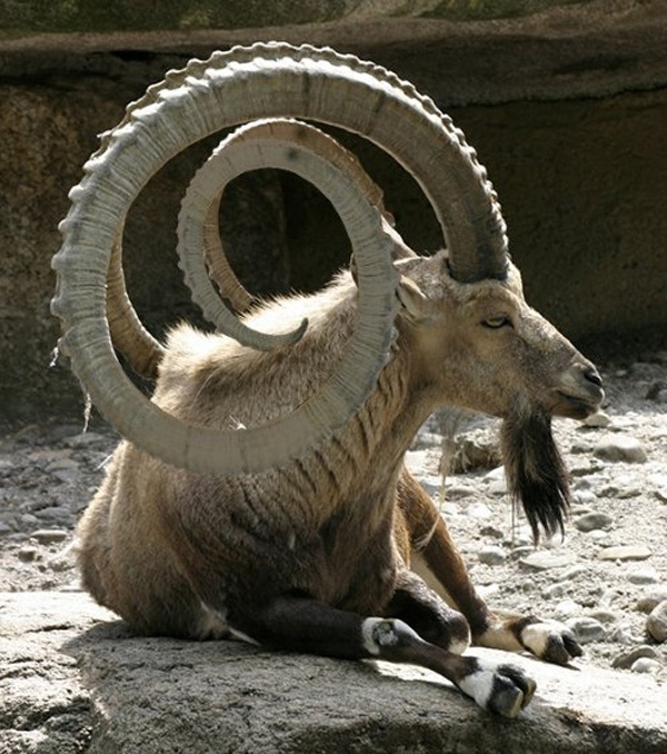 A cool pic featuring a large horned goat laying on rocks.
