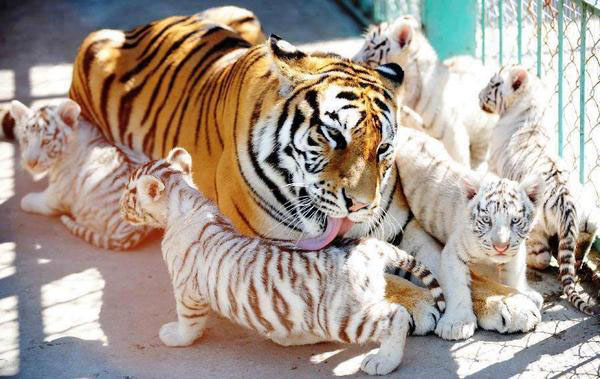 A mother tiger and her cubs captured in 40 cool pics to brighten your day!