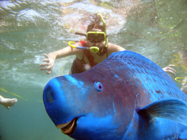 Keywords: scuba diving, blue fish.

Description: Scuba diver with a captivating blue fish.
