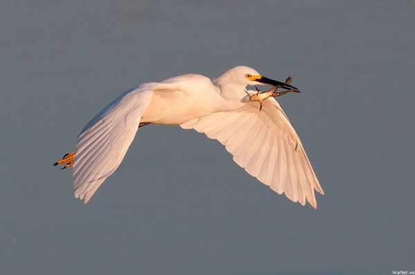 White egret in flight with a fish in its beak - 40 Cool Pics To Brighten Your Day