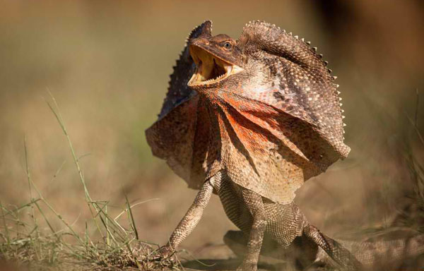 A cool lizard stands in the grass with its mouth open, brightening your day with one of 40 pics.