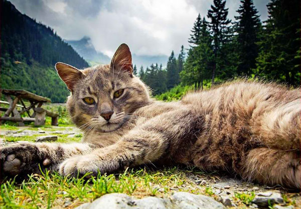 A cat laying on the ground in the mountains, bringing coolness and brightness to your day with its adorable presence.
