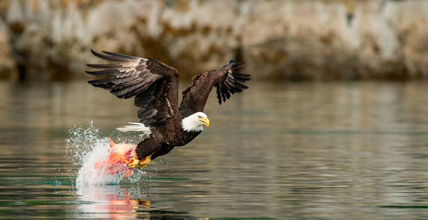 A bald eagle catches a fish in the water, providing a cool pic to brighten your day.