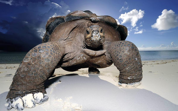 A cool pic of a large tortoise walking on the beach.