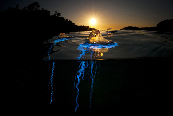 40 mesmerizing jellyfish gracefully swimming in the ocean at sunset - cool pics to brighten your day!