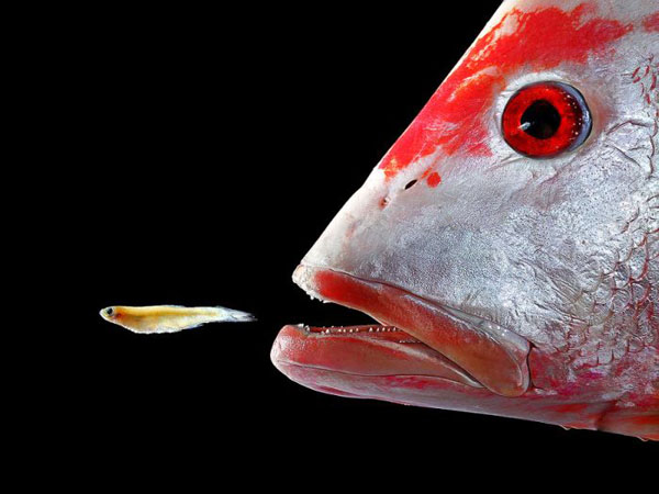 A cool pic showing a fish eating another fish with its mouth open.