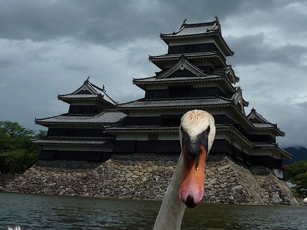 A cool pic of a swan in front of a castle to brighten your day.