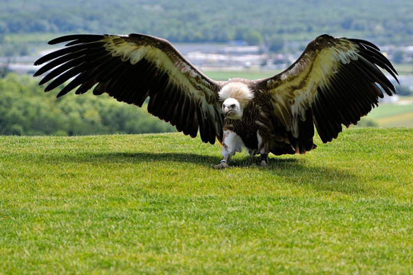 An eagle with its wings spread in a grassy field, creating 40 Cool Pics Just To Make Your Day.