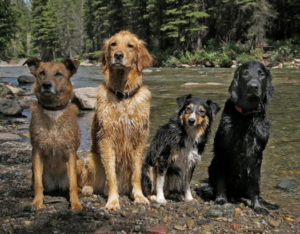 Four dogs standing next to a river, providing plenty of cool pics to brighten your Saturday.