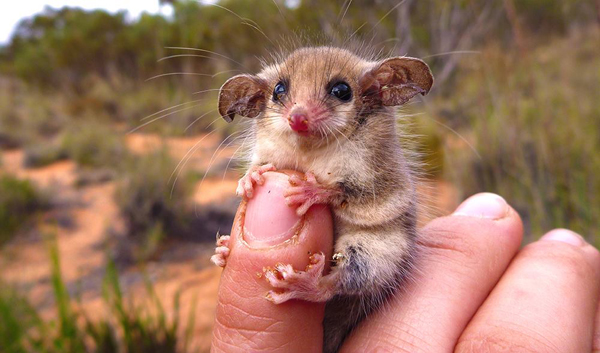 A cute possum sitting on a person's finger, ready to brighten your Saturday with plenty of cool pics.