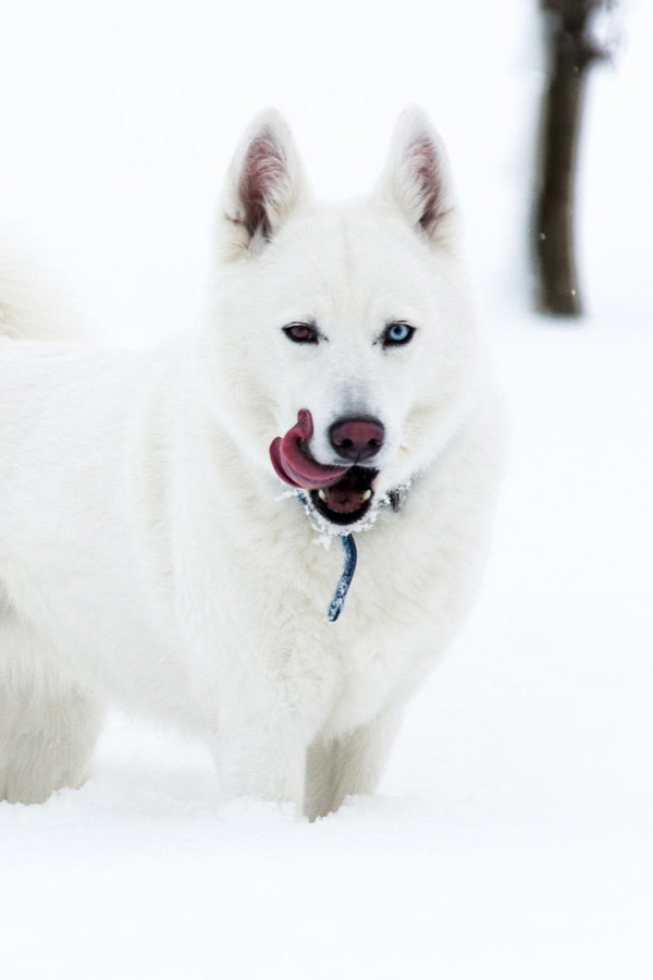 A white dog is standing in the snow with its tongue out, bringing 40 cool pics just to make your day.