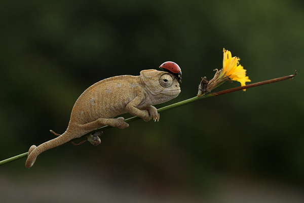 A colorful chameleon showcasing plenty of cool pics with a ladybug on its head, ready to brighten your Saturday.