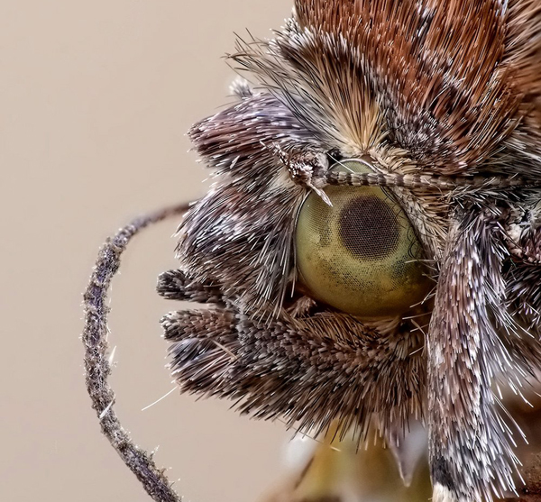 A close up of a moth's head with plenty of cool pics to brighten your Saturday.