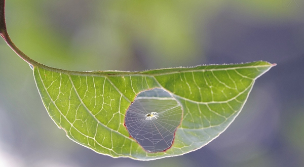 A leaf adorned with a spider web, captured in a cool pic to brighten your Saturday.