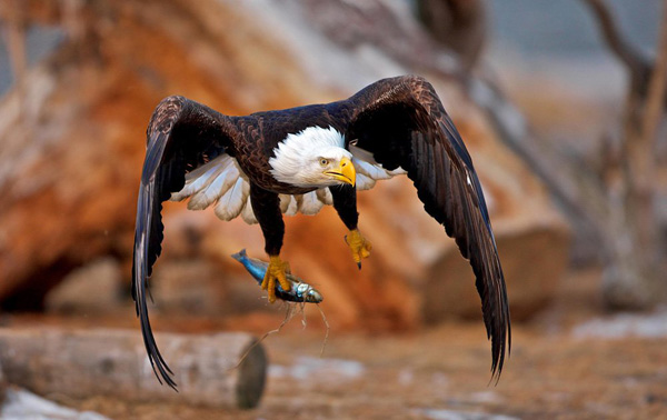 40 Cool Pics - A bald eagle with a fish in its talons.