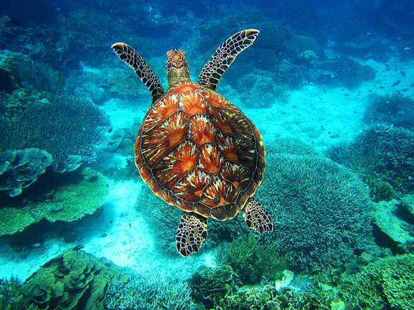 A turtle swims over a coral reef, providing plenty of cool pics to brighten your Saturday.
