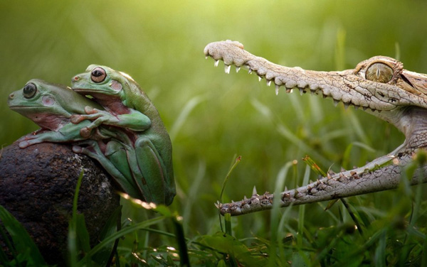 A crocodile and a frog, mouths agape, in 40 cool pics that are sure to make your day.