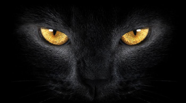 A black cat with yellow eyes in cool pics on a black background to brighten your Saturday.