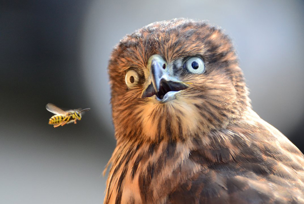 Plenty of cool pics of a brown hawk with a bee to brighten your Saturday.