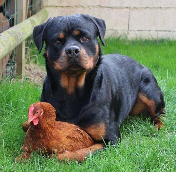 40 cool pics of a rottweiler dog laying in the grass with a chicken, just to make your day.