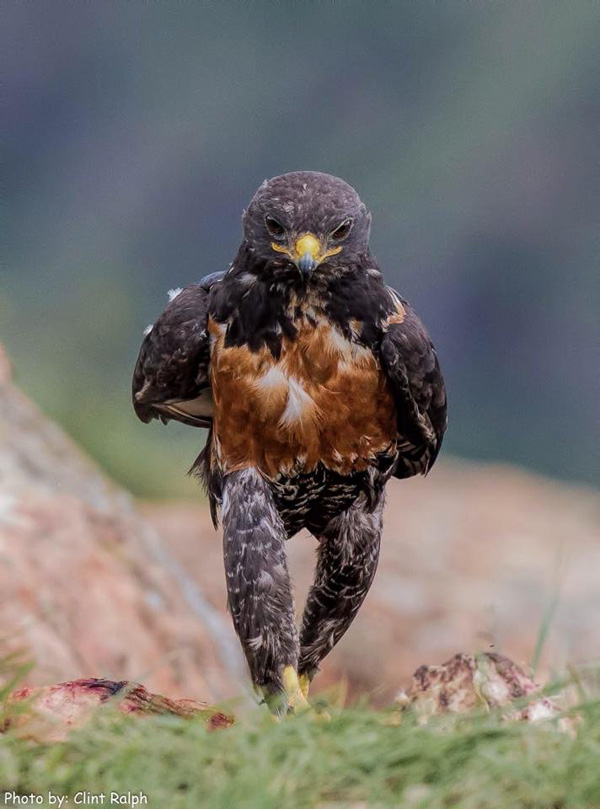 A bird standing on the ground, captured in one of these 40 cool pics that are sure to make your day.