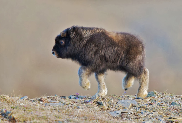 A baby yak is walking on a hill, providing plenty of cool pics to brighten your Saturday.