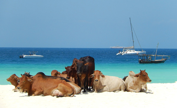 40 Cool Pics of Cows on a Beach Just To Make Your Day