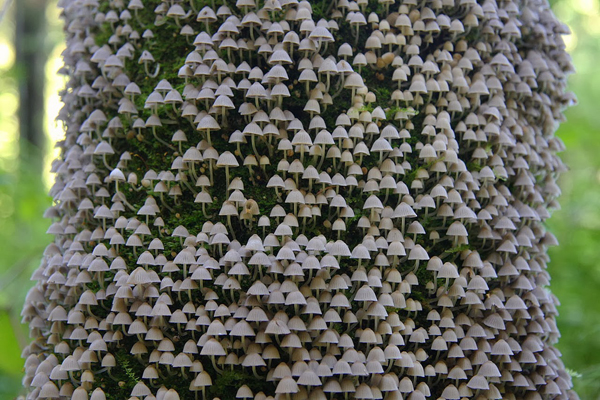 A tree with plenty of mushrooms growing on it, offering cool pics to brighten your Saturday.