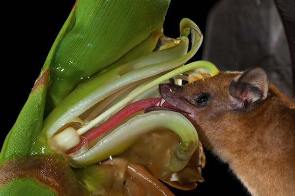 40 Cool Pics of a rodent munching on a plant to brighten your day.