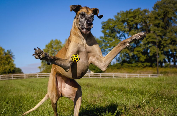 A large dog playing with a frisbee in a field, providing plenty of cool pics to brighten your Saturday.