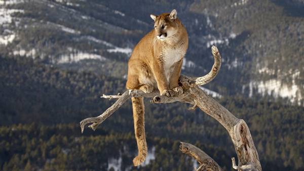 Plenty of Cool Pics: A mountain lion is perched on top of a dead tree.