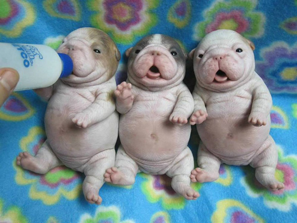 Three puppies are holding a bottle of milk, making it one of the 40 cool pics just to make your day.