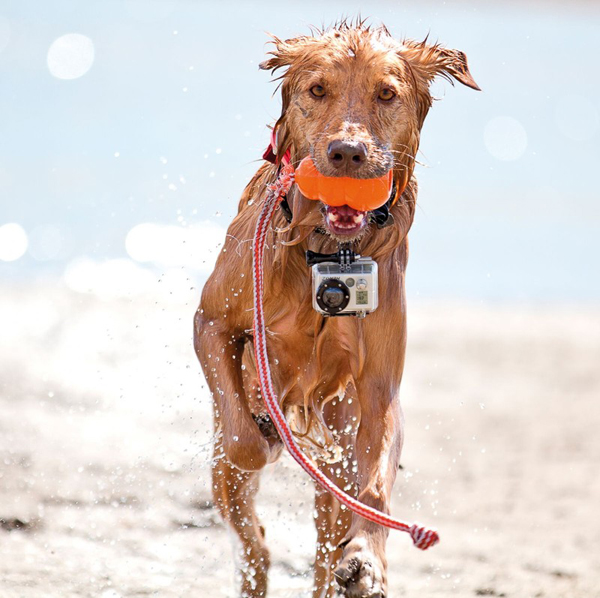 A dog having a blast with a frisbee in the water, providing plenty of cool pics to brighten your Saturday.