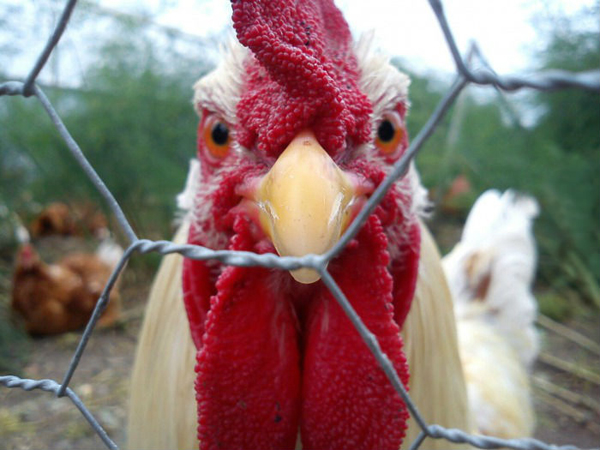 A rooster, surrounded by a wire fence, in one cool pic to brighten your Saturday.