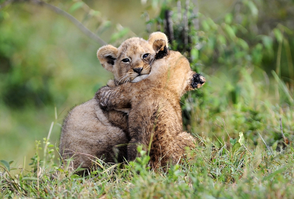 Two lion cubs hugging in the grass, providing plenty of cool pics to brighten your Saturday.